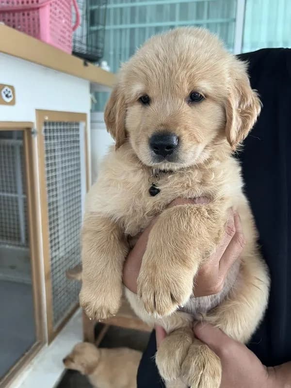 น้องโกลเด้นพร้อมย้ายบ้าน