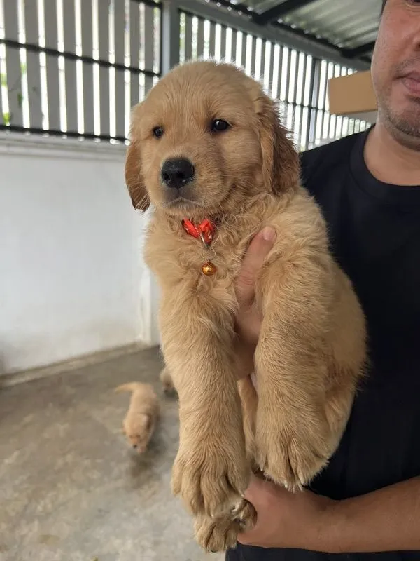 น้องโกลเด้นพร้อมย้ายบ้าน