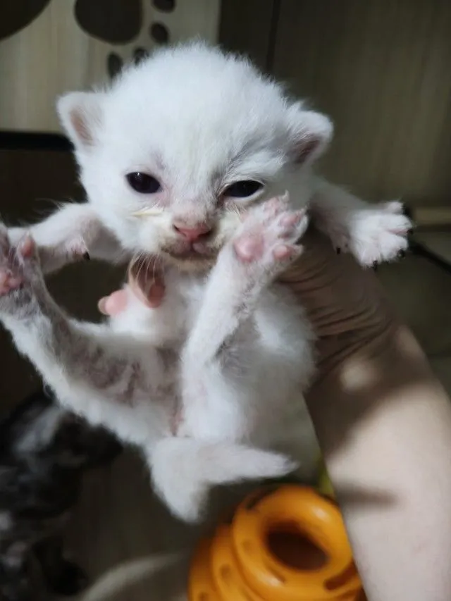 น้องแมวอเมริกันชอตแฮร์ ชาย