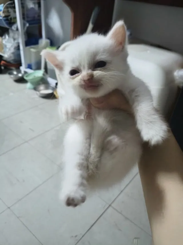 น้องแมวอเมริกันชอตแฮร์ ชาย