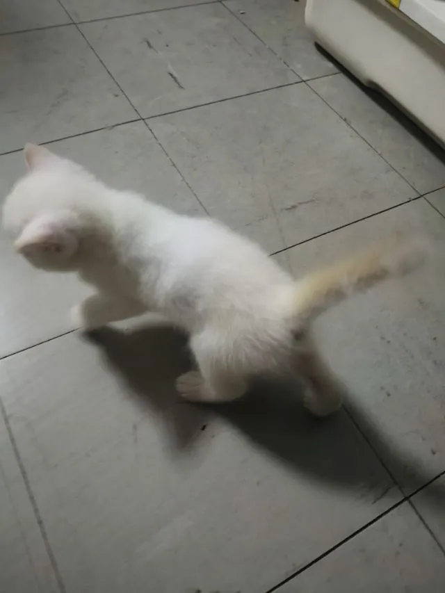 น้องแมวอเมริกันชอตแฮร์ ชาย