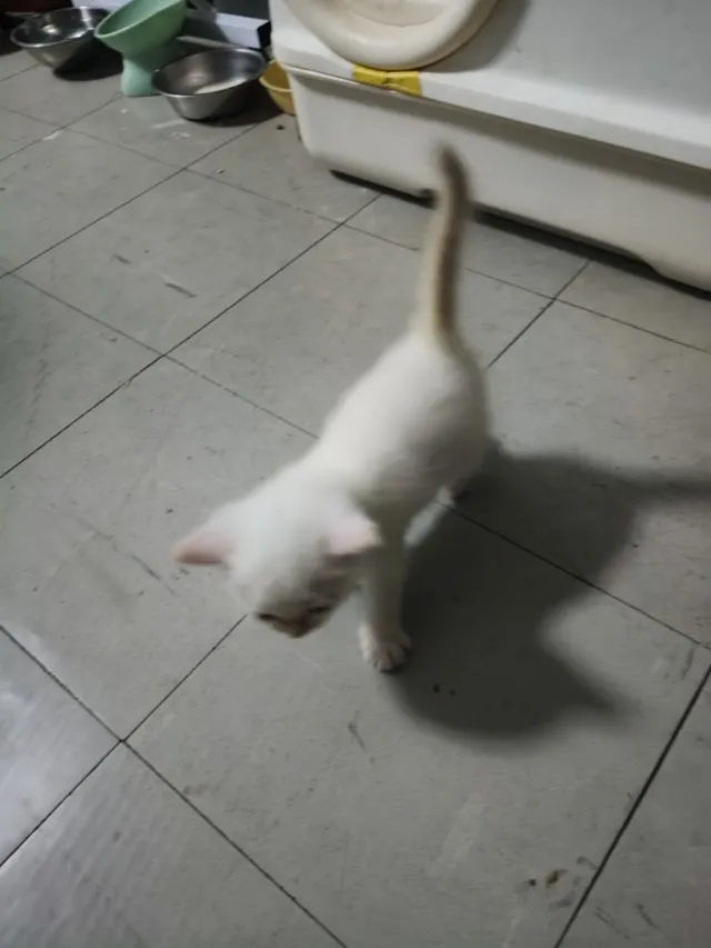 น้องแมวอเมริกันชอตแฮร์ ชาย