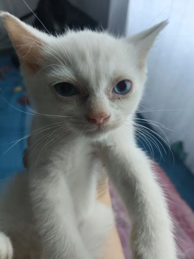 น้องแมวอเมริกันชอตแฮร์ ชาย