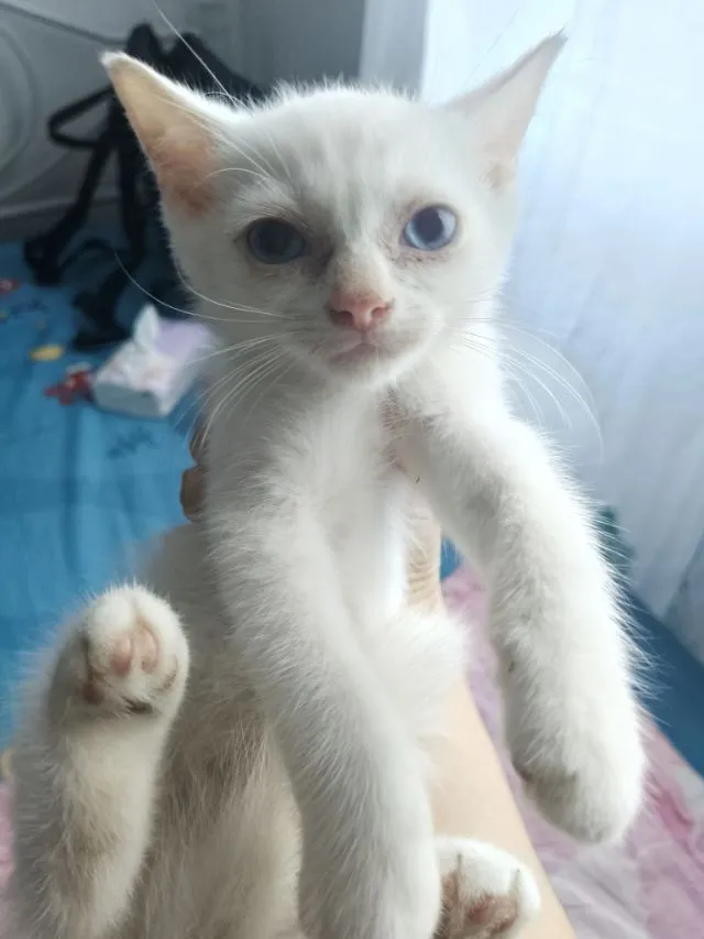 น้องแมวอเมริกันชอตแฮร์ ชาย