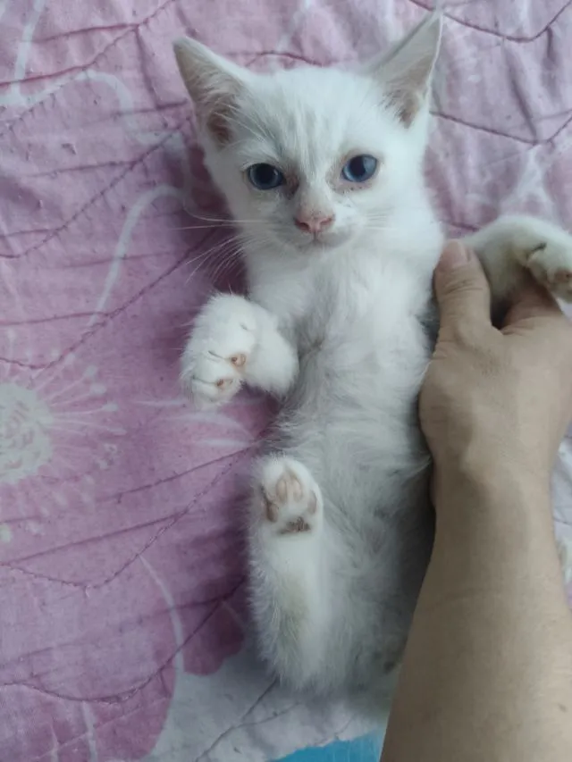 น้องแมวอเมริกันชอตแฮร์ ชาย