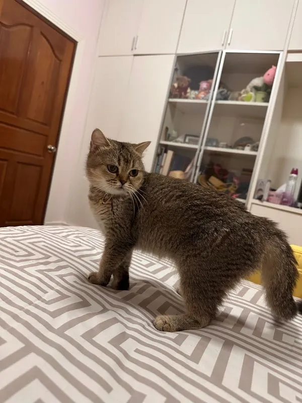 แมวบริติช มัชกิ้น