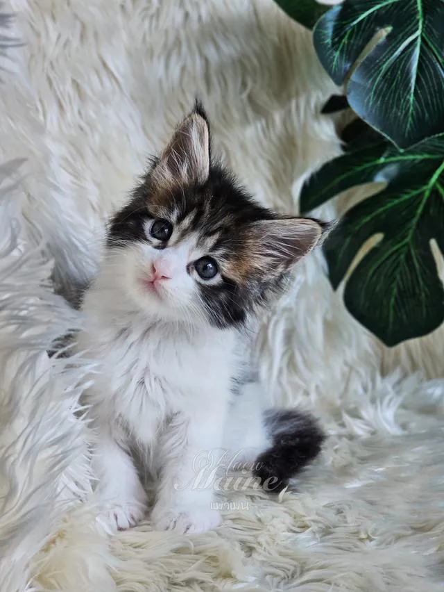 ลูกแมว สายพันธ์เมนคูนแท้