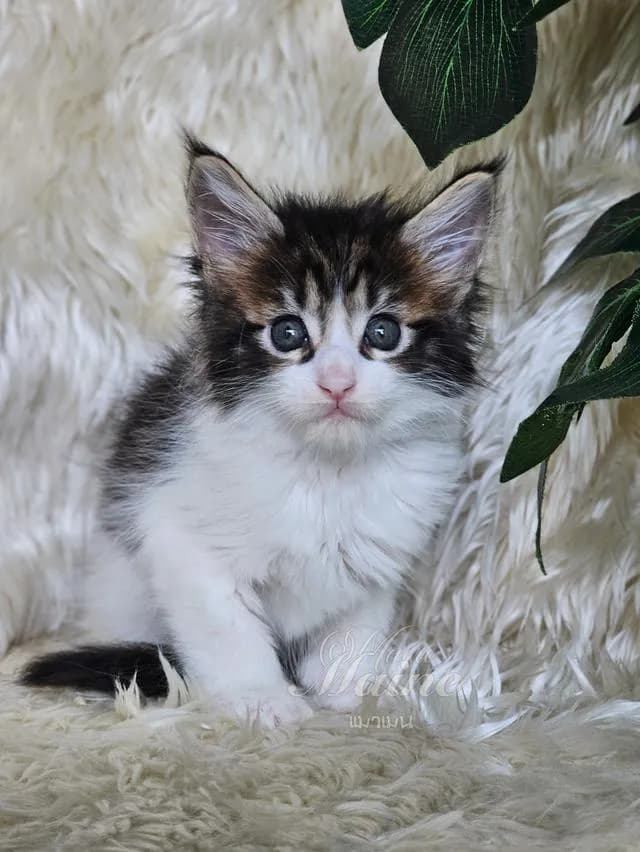 ลูกแมว สายพันธ์เมนคูนแท้