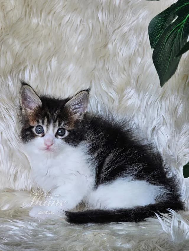 ลูกแมว สายพันธ์เมนคูนแท้