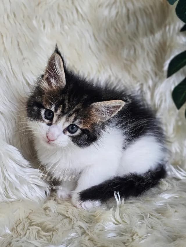 ลูกแมว สายพันธ์เมนคูนแท้