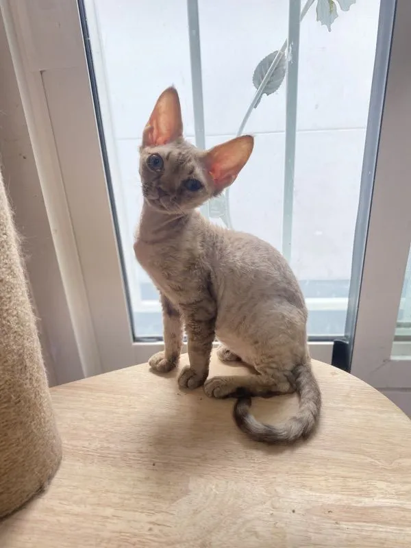 Devon Rex ขนหยิก