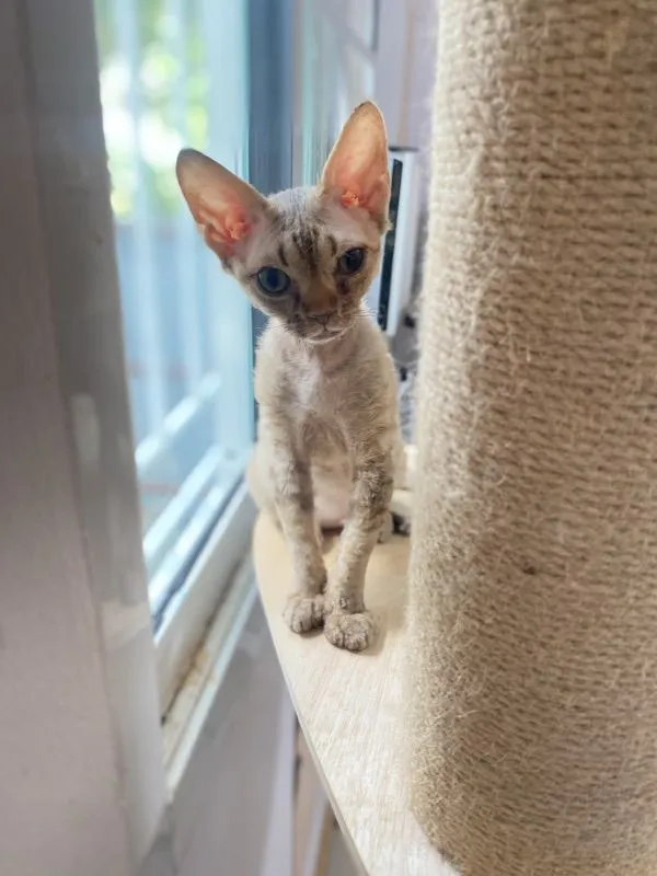 Devon Rex ขนหยิก