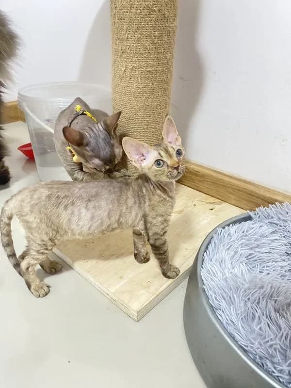 Devon Rex ขนหยิก