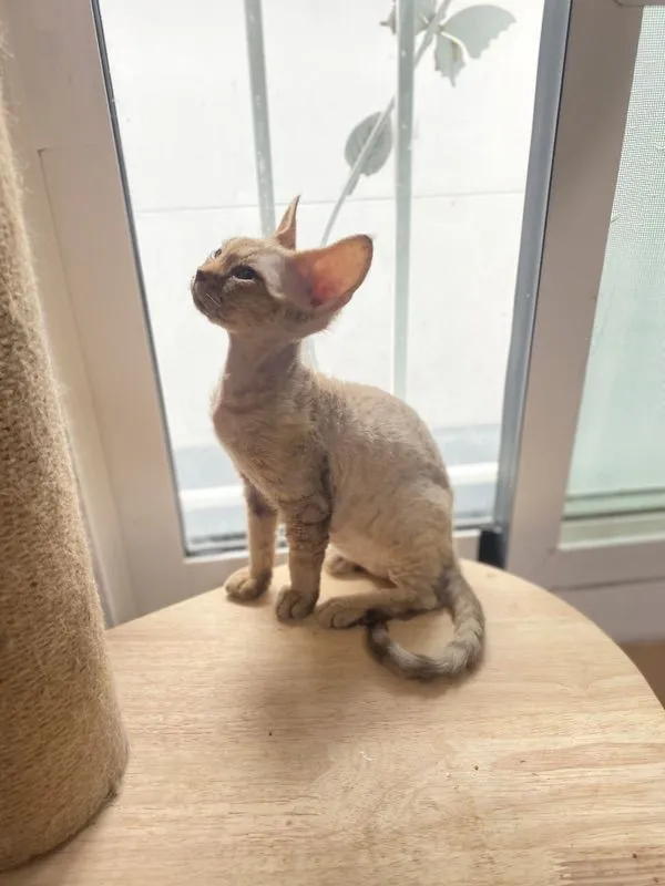 Devon Rex ขนหยิก