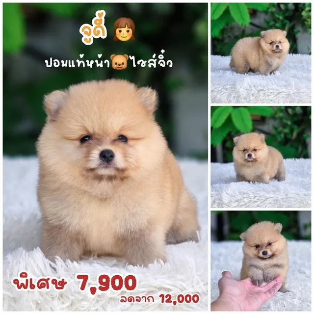 ปอมแท้พร้อมย้ายบ้านมีบริการส่งเก็บปลายทาง