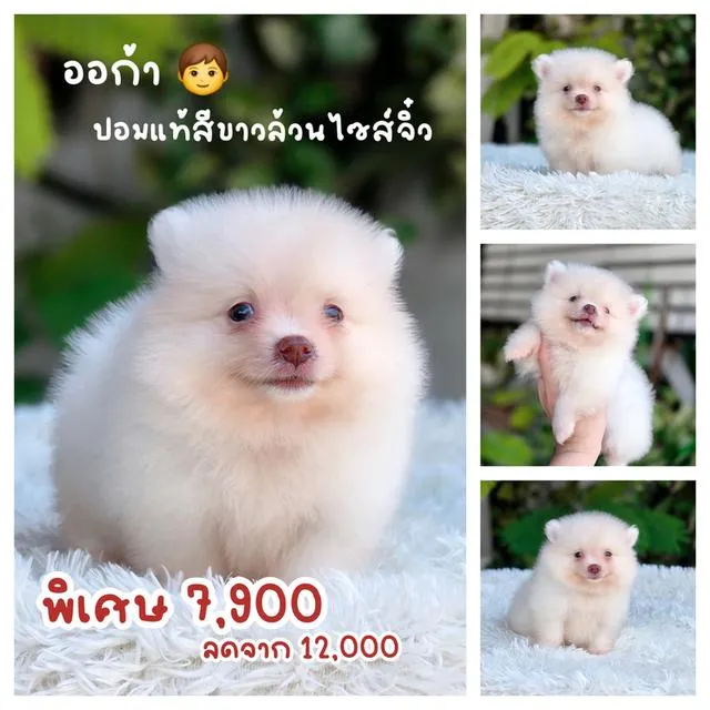 ปอมแท้พร้อมย้ายบ้านมีบริการส่งเก็บปลายทาง