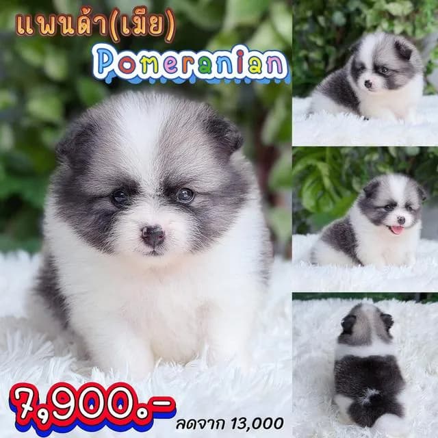 ปอมแท้พร้อมย้ายบ้านมีบริการส่งเก็บปลายทาง