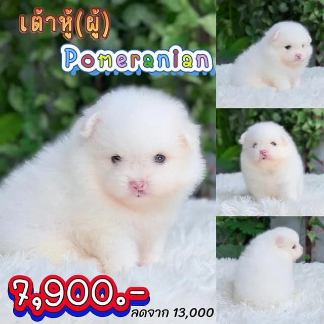 ปอมแท้พร้อมย้ายบ้านมีบริการส่งเก็บปลายทาง