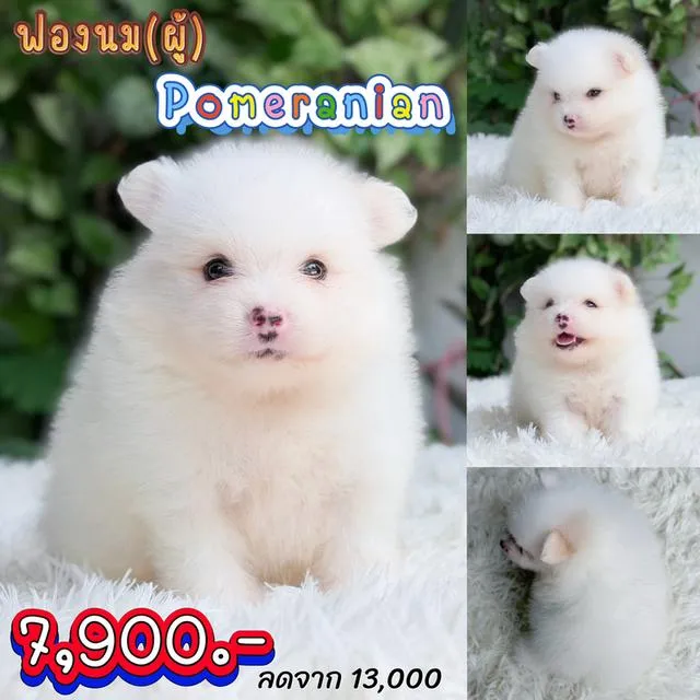 ปอมแท้พร้อมย้ายบ้านมีบริการส่งเก็บปลายทาง