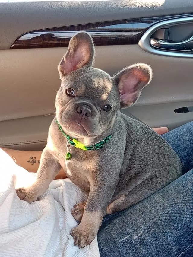 น้องโทนนี่ หาบ้านครับเอ็นดูน้องหน่อย