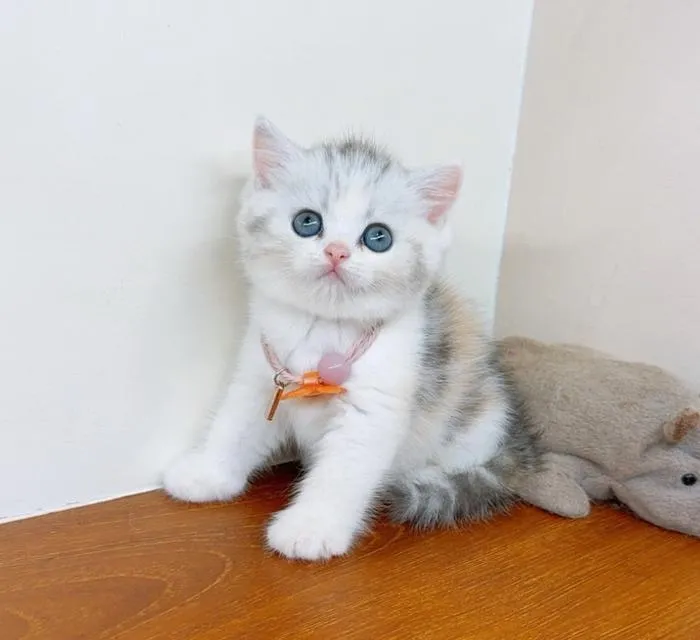 ขายแล้วครับ ขายแล้วครับขายแล้วครับ