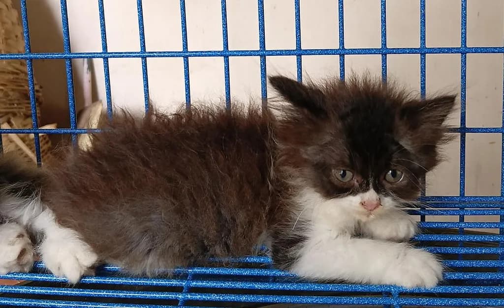 ลูกแมวสก็อตติชเปอร์เซีย