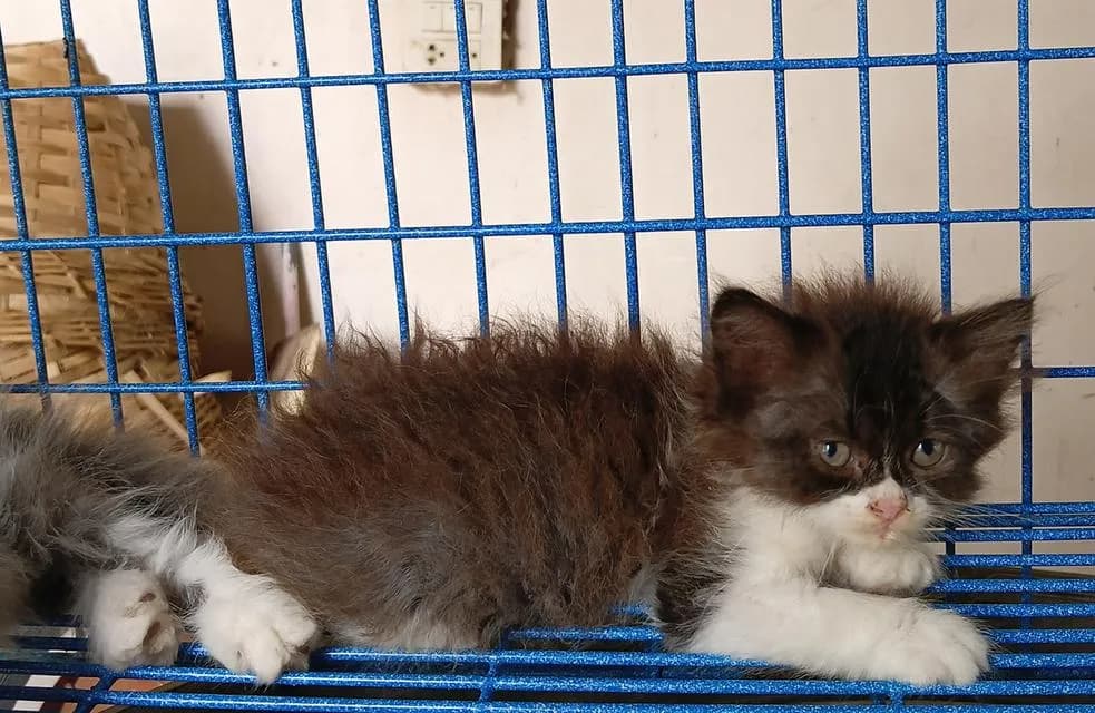 ลูกแมวสก็อตติชเปอร์เซีย