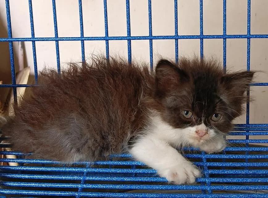 ลูกแมวสก็อตติชเปอร์เซีย
