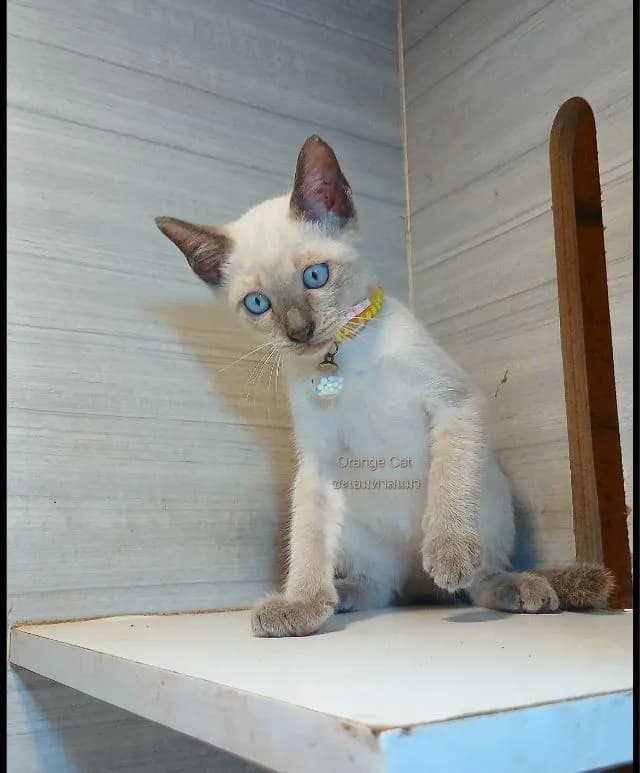 แมววิเชียรมาศ สีบลูพ้อยท์ เพศผู้ วัคซีนแล้ว1เข็มก่อนย้ายตรวจหัดแมวฟรีรับประกันเอดส์แมวกับรูคีเมียคะ