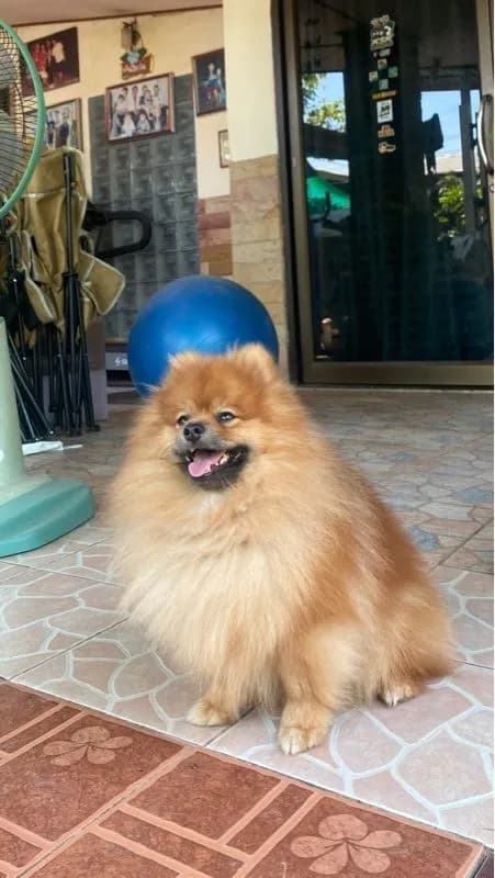 ปอมตัวผู้