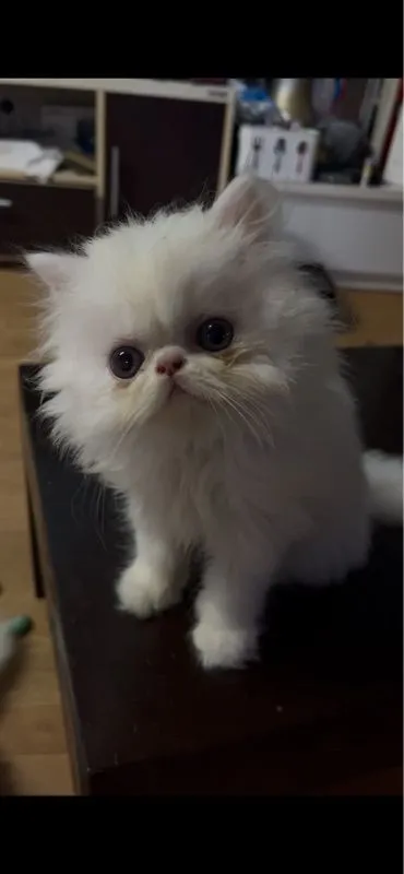 แมวเปอร์เซีย
