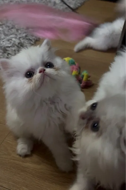 แมวเปอร์เซีย