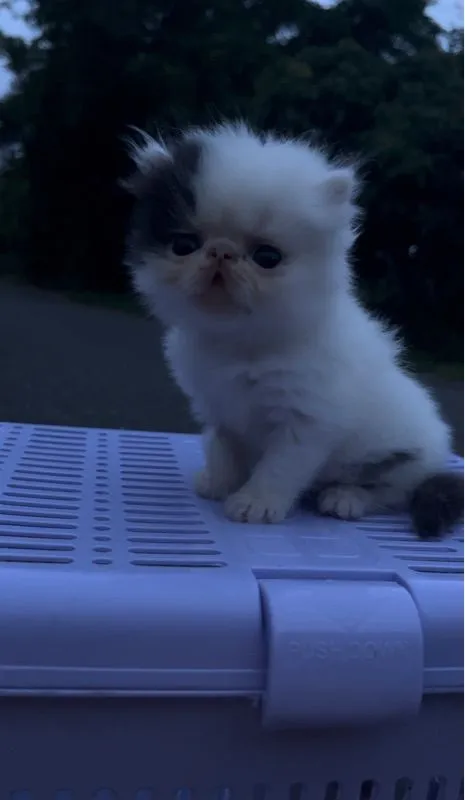แมวเปอร์เซีย