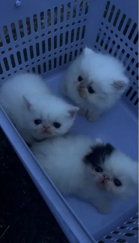 แมวเปอร์เซีย