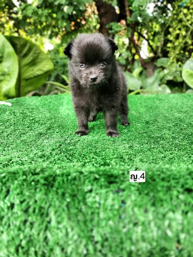 ชิวาวาผสมปอม ไซส์เล็กอุดร