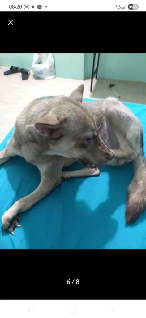 หาบ้านให้น้องๆฟรี ขอขัดบ้านพร้อมเลี้ยง รักน้องๆ
