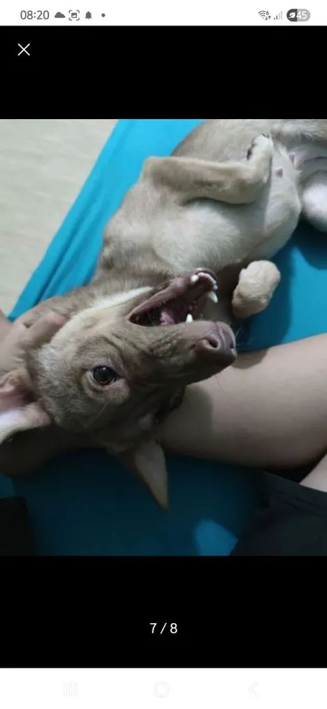 หาบ้านให้น้องๆฟรี ขอขัดบ้านพร้อมเลี้ยง รักน้องๆ