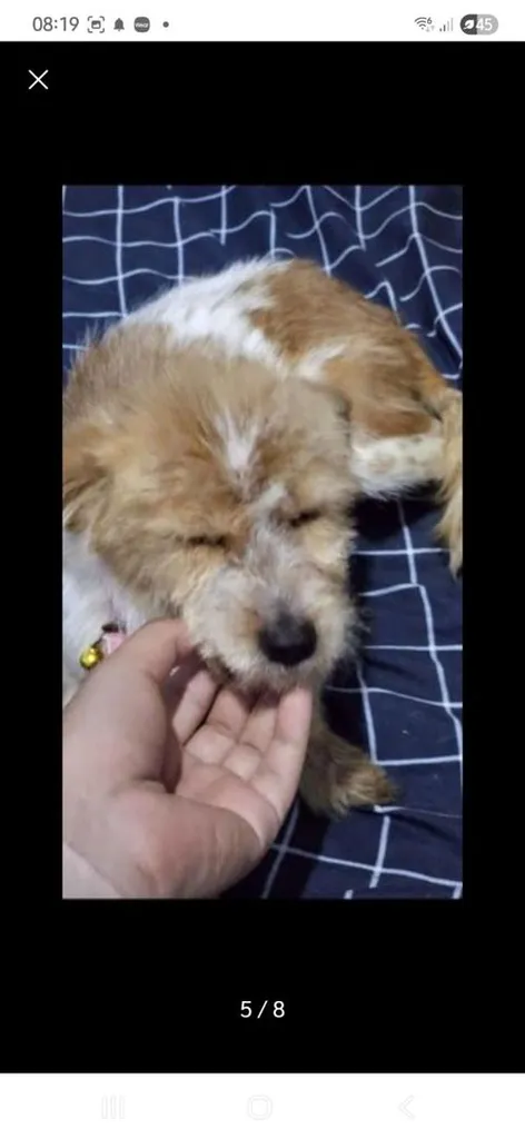 หาบ้านให้น้องๆฟรี ขอขัดบ้านพร้อมเลี้ยง รักน้องๆ
