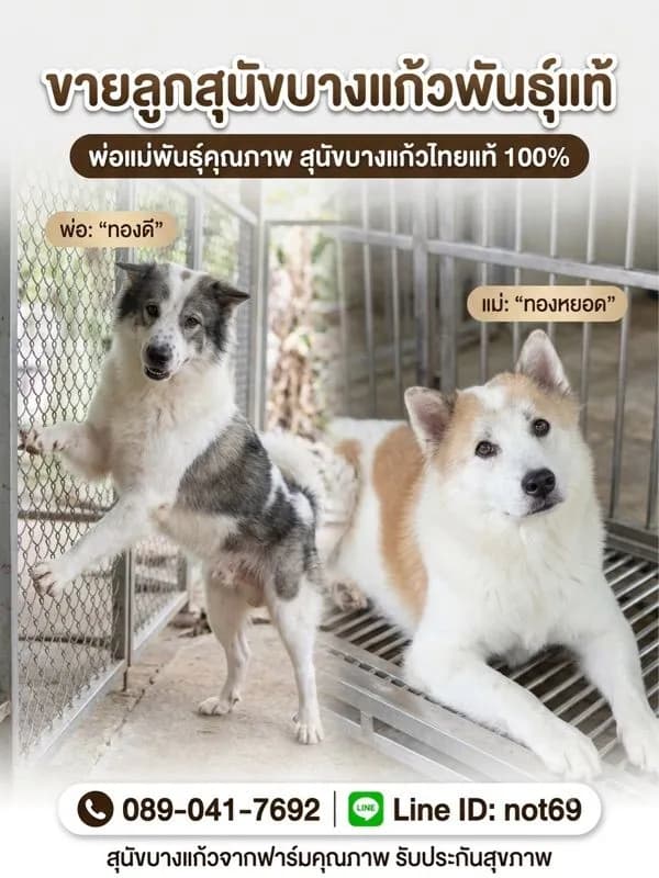 บางแก้ว