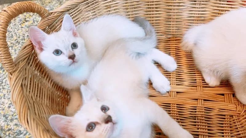 แบ่งเลี้ยง ลูกแมวสก็อต-อเมริกัน ตาฟ้า