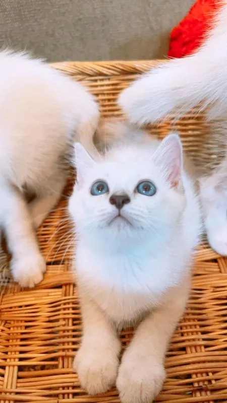 แบ่งเลี้ยง ลูกแมวสก็อต-อเมริกัน ตาฟ้า