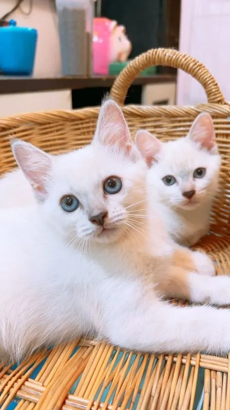 แบ่งเลี้ยง ลูกแมวสก็อต-อเมริกัน ตาฟ้า