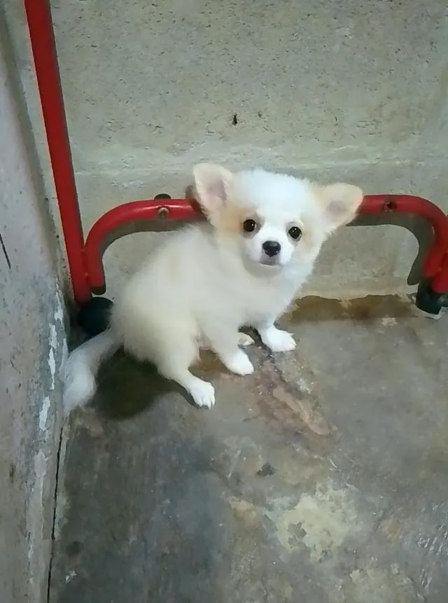 สุนัขชิวาว่า ผช.ขนยาว