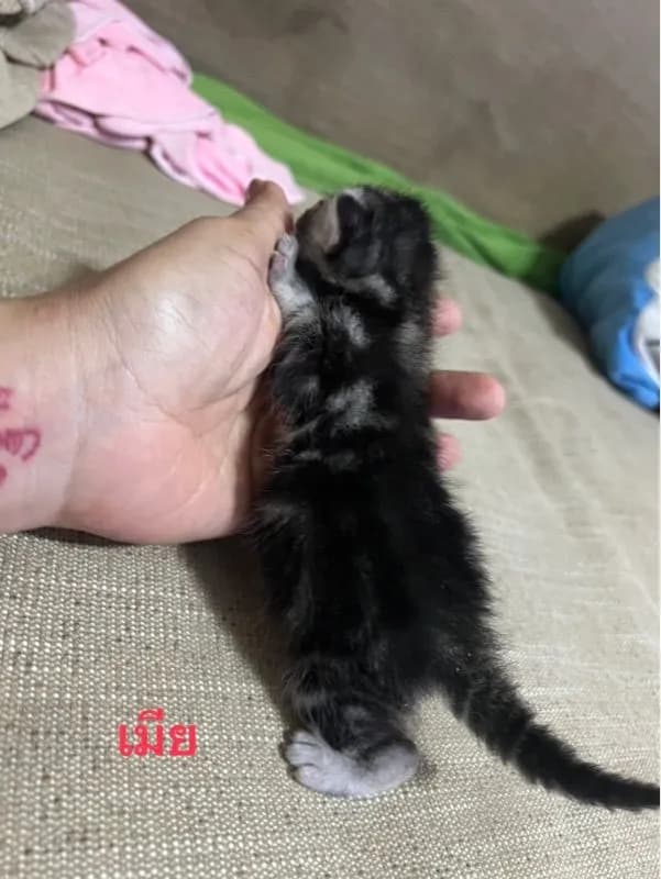 เปิดจองลูกแมว อเมริกันช๊อตแฮร์