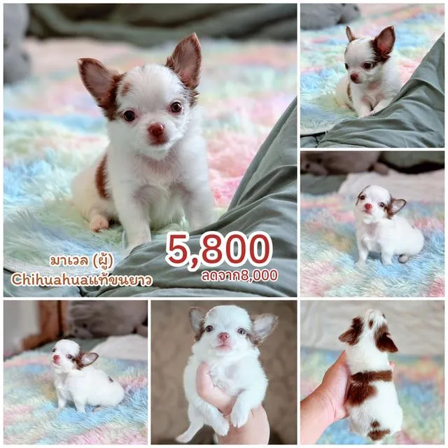 ชิวาวาแท้มีทั้งแบบขนสั้นและขนยาวพร้อมย้ายบ้านมีบริการจัดส่งจ้า