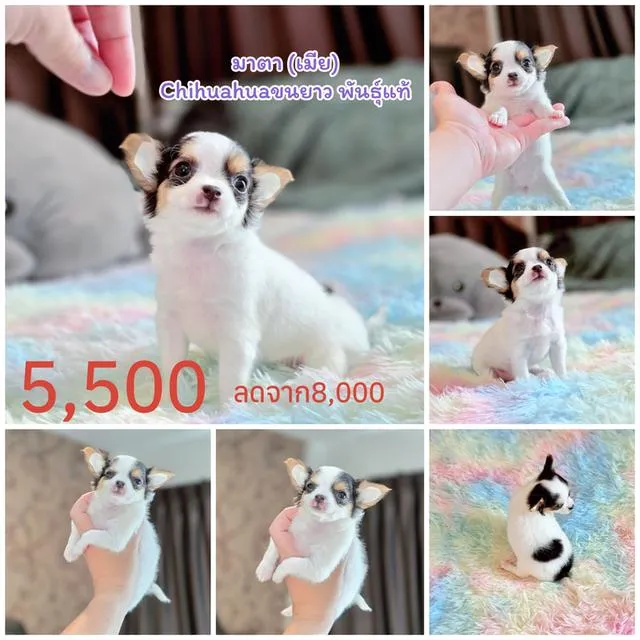 ชิวาวาแท้มีทั้งแบบขนสั้นและขนยาวพร้อมย้ายบ้านมีบริการจัดส่งจ้า