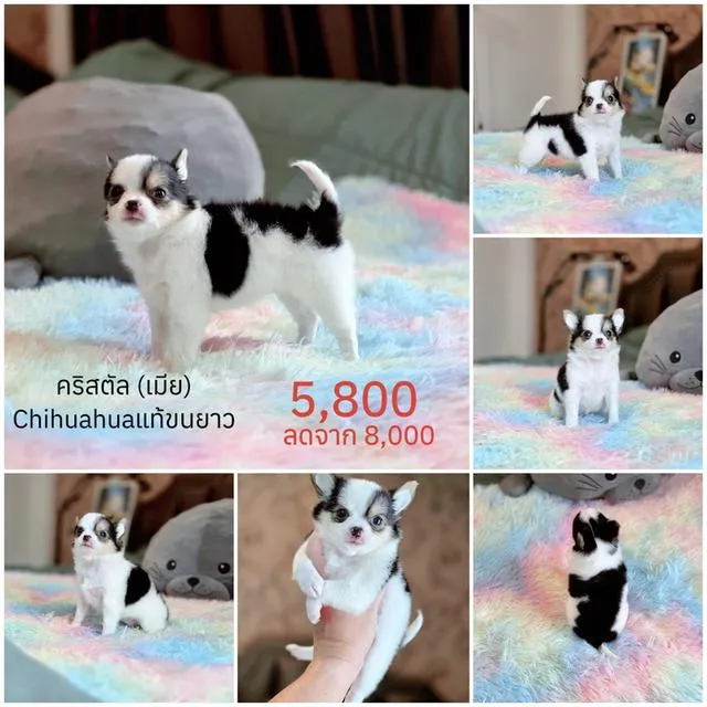 ชิวาวาแท้มีทั้งแบบขนสั้นและขนยาวพร้อมย้ายบ้านมีบริการจัดส่งจ้า