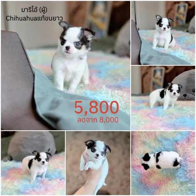 ชิวาวาแท้มีทั้งแบบขนสั้นและขนยาวพร้อมย้ายบ้านมีบริการจัดส่งจ้า