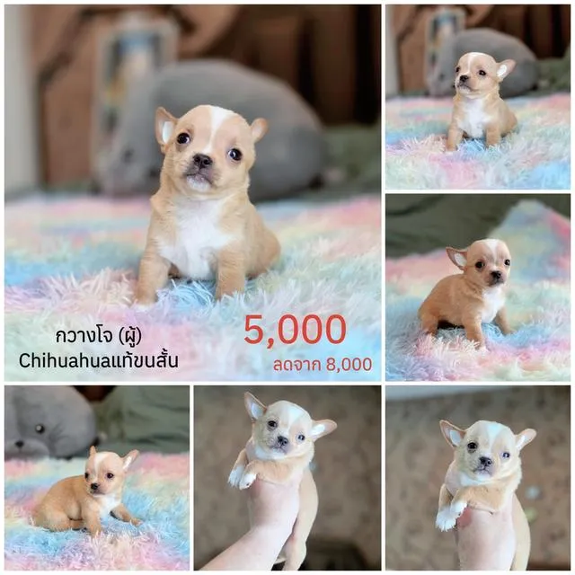 ชิวาวาแท้มีทั้งแบบขนสั้นและขนยาวพร้อมย้ายบ้านมีบริการจัดส่งจ้า