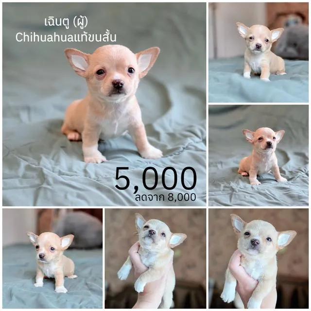 ชิวาวาแท้มีทั้งแบบขนสั้นและขนยาวพร้อมย้ายบ้านมีบริการจัดส่งจ้า